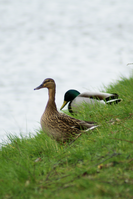 Ducks, par Xavier E. G. Dierick